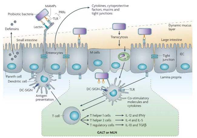 Ultra-effective anti-aging repair ingredients Bifida Ferment Lysate